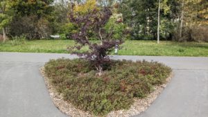 Herbstspaziergang im Kurpark Wiesenbad