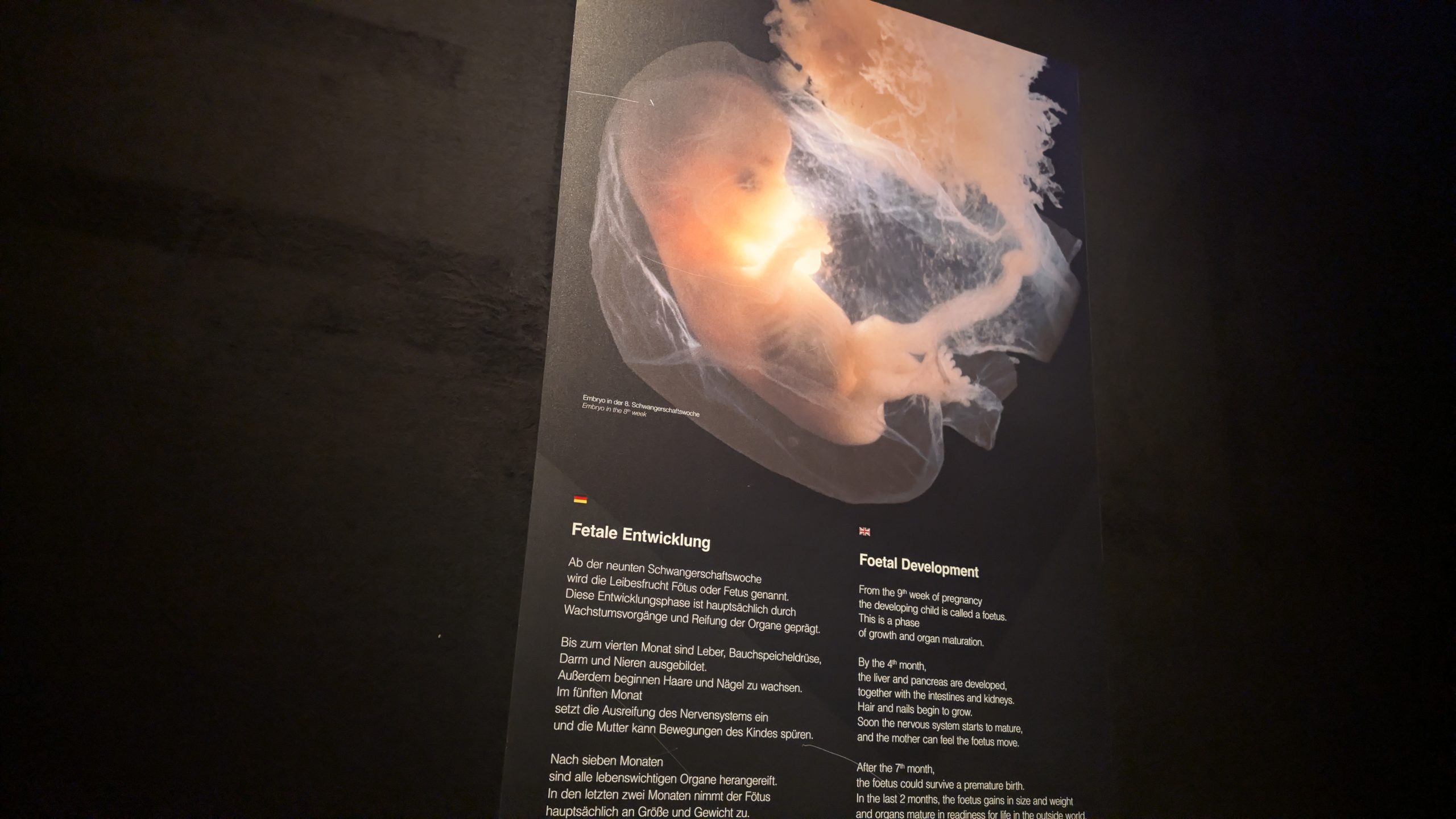 Ein Blick unter die Haut – Die Genialität des Lebens hautnah erleben