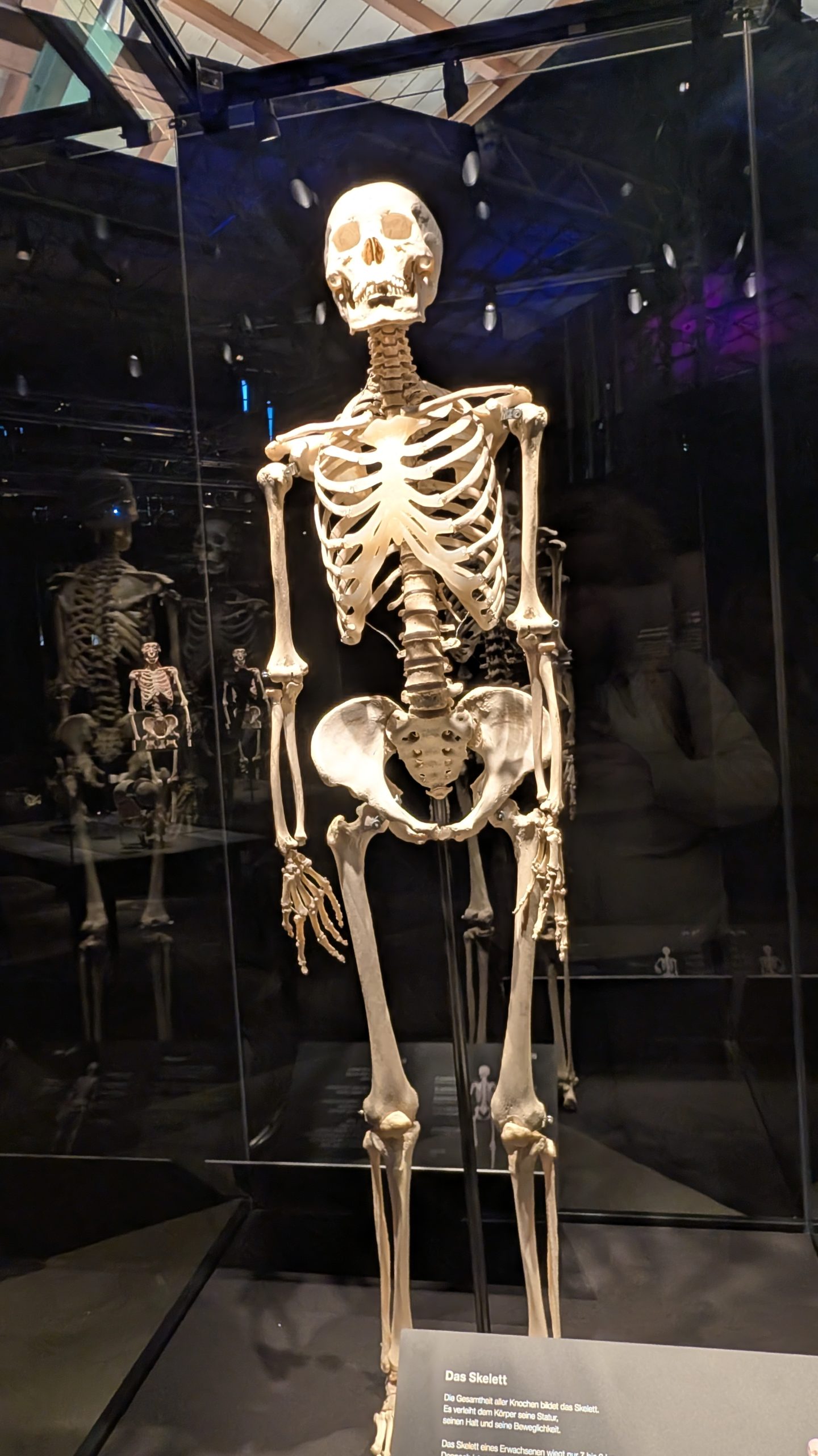 Ein Blick unter die Haut – Die Genialität des Lebens hautnah erleben