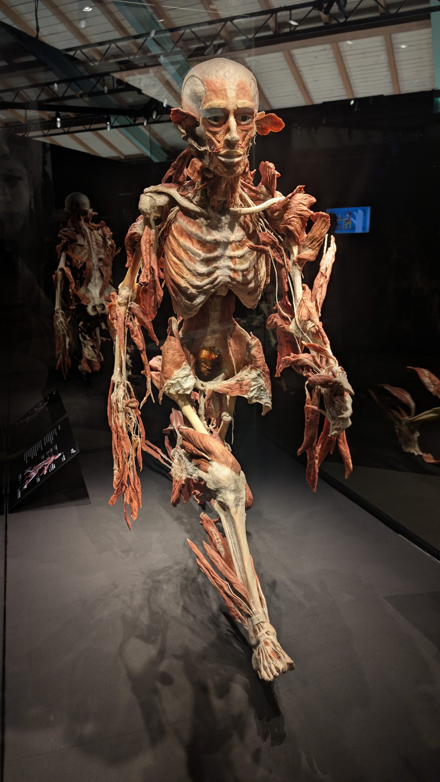 Ein Blick unter die Haut – Die Genialität des Lebens hautnah erleben