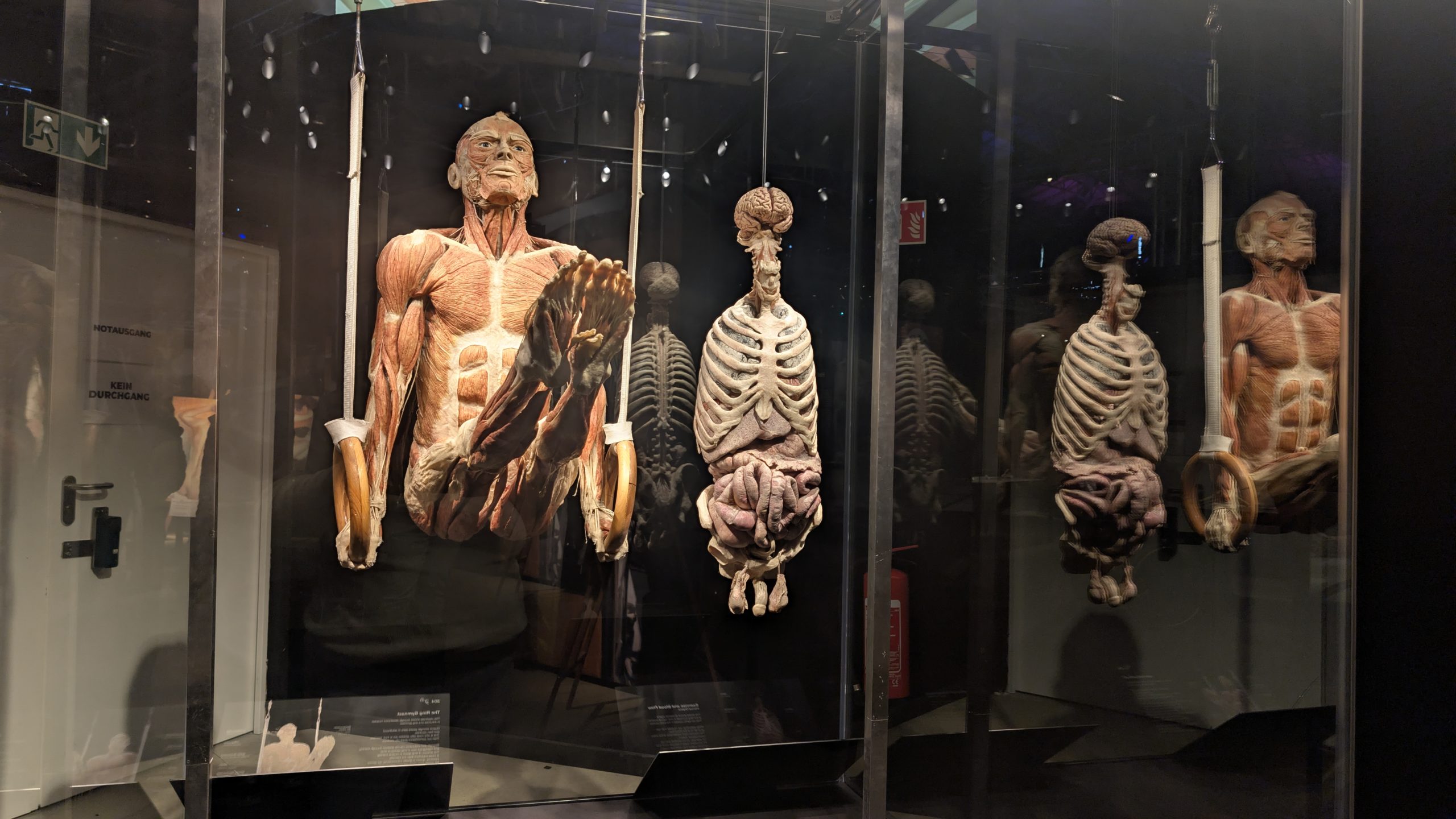 Ein Blick unter die Haut – Die Genialität des Lebens hautnah erleben