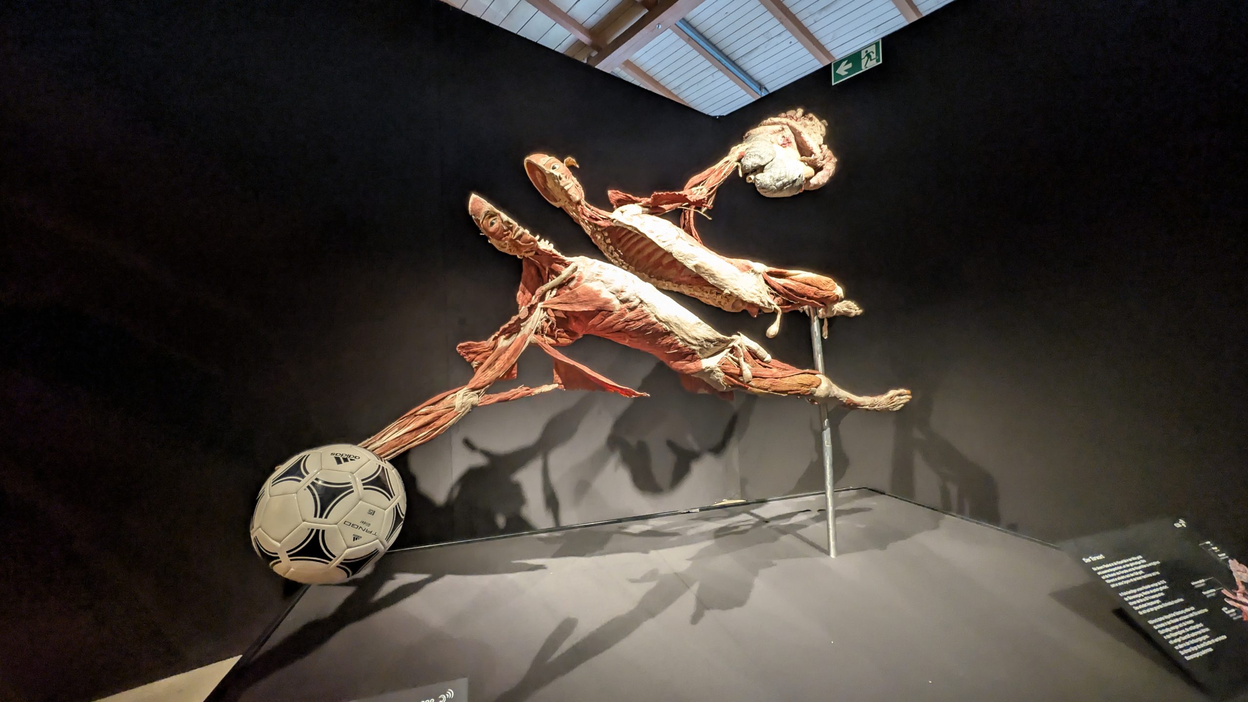 Ein Blick unter die Haut – Die Genialität des Lebens hautnah erleben